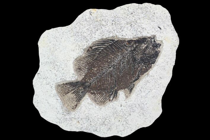 Cockerellites (Priscacara) Fossil Fish - Hanger Installed #88770